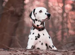 Bella Bella