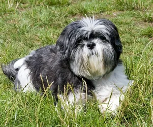 Chance Chance