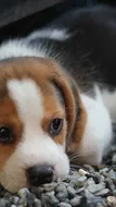 Murphy Murphy