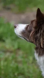 Ziva
