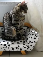 Pipo Pipo