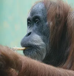 Pongo