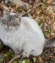 Nala