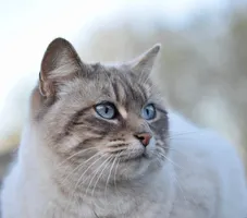 Nala