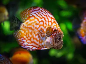 Pongo Pongo