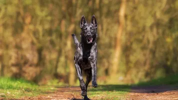 Otto