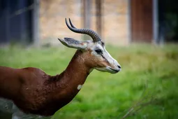 Dama
