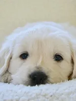 Luna Luna