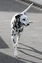 Delmo Delmo