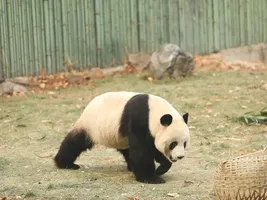 Panda Panda