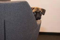 Pongo Pongo