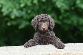 Merlin Merlin