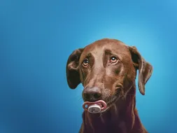 Mandy Mandy