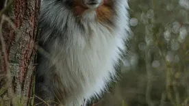 Pete Pete