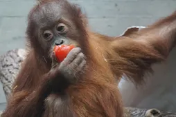 Pongo Pongo
