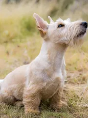 Rufo Rufo