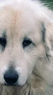 Murphy