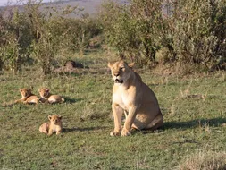 Mara Mara