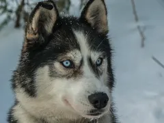 Fura