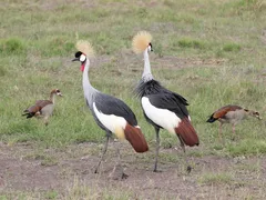 Mara Mara