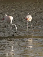 Flamenco Flamenco
