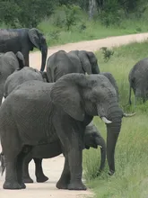 Jumbo Jumbo