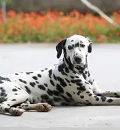 Enzo Enzo