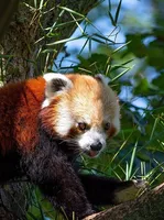 Panda Panda