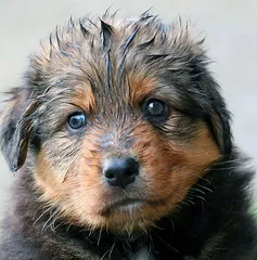 Puppy Puppy
