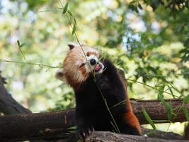 Panda Panda