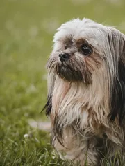 Benson