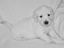 Lancelot Lancelot