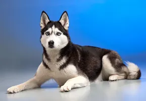 Ringo Ringo