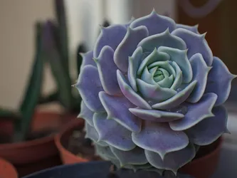 Lola Lola