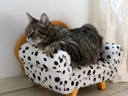 Dasha