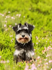 Maizie