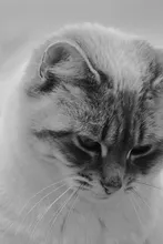 Nala