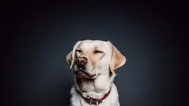 Cooper Cooper