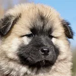 Pongo Pongo