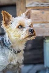 Toffee