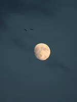 Luna Luna