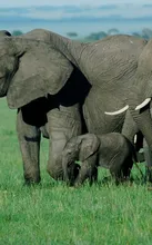 Mara Mara