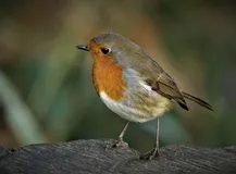 Robin Robin