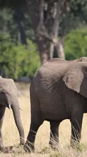 Mara Mara