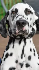 Perdita Perdita