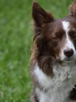 Blanca