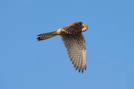 Merlin Merlin