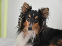 Puenktchen