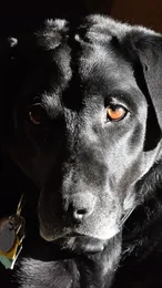 Ziva