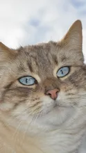 Nala